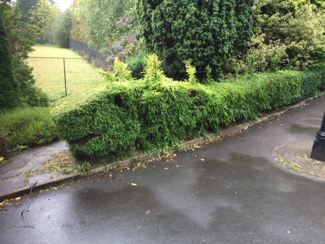 A hedge trimmed into the shape of a dragon.
