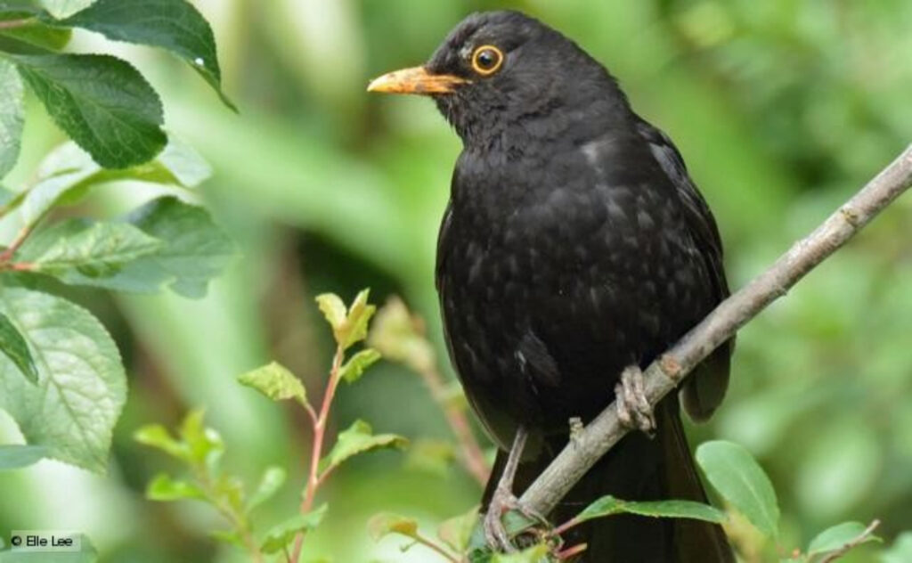 A male blackbird perching on a thin branch.