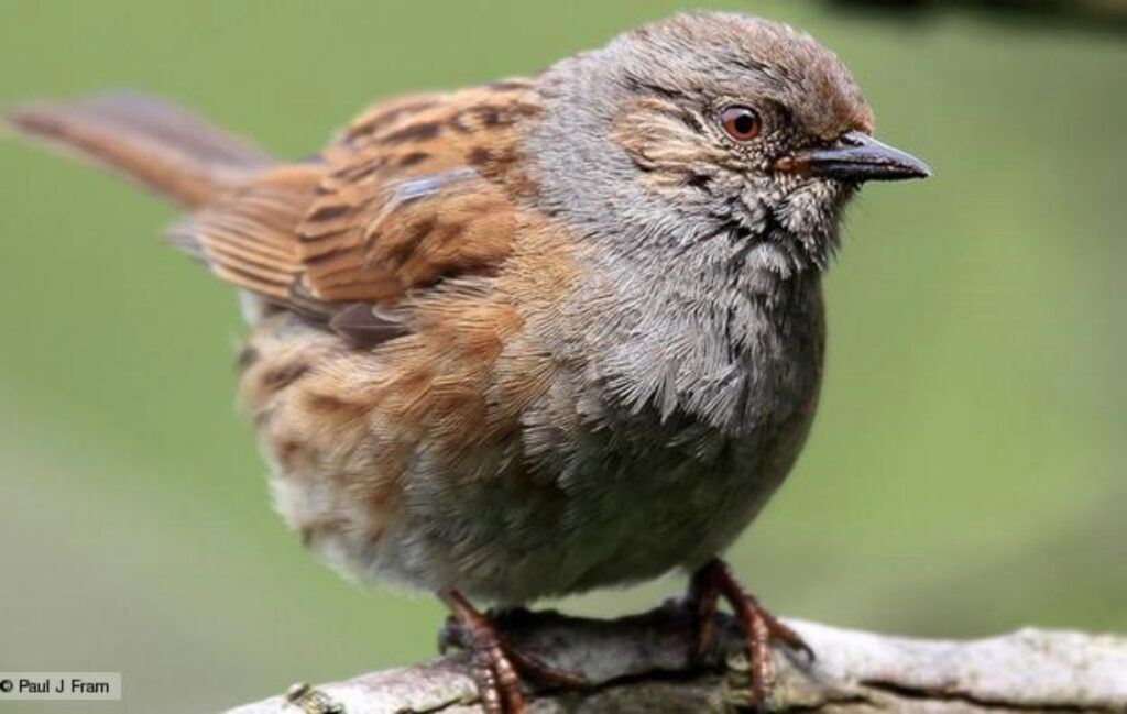 A dunnock perching on a branch and puffing out its feathers.