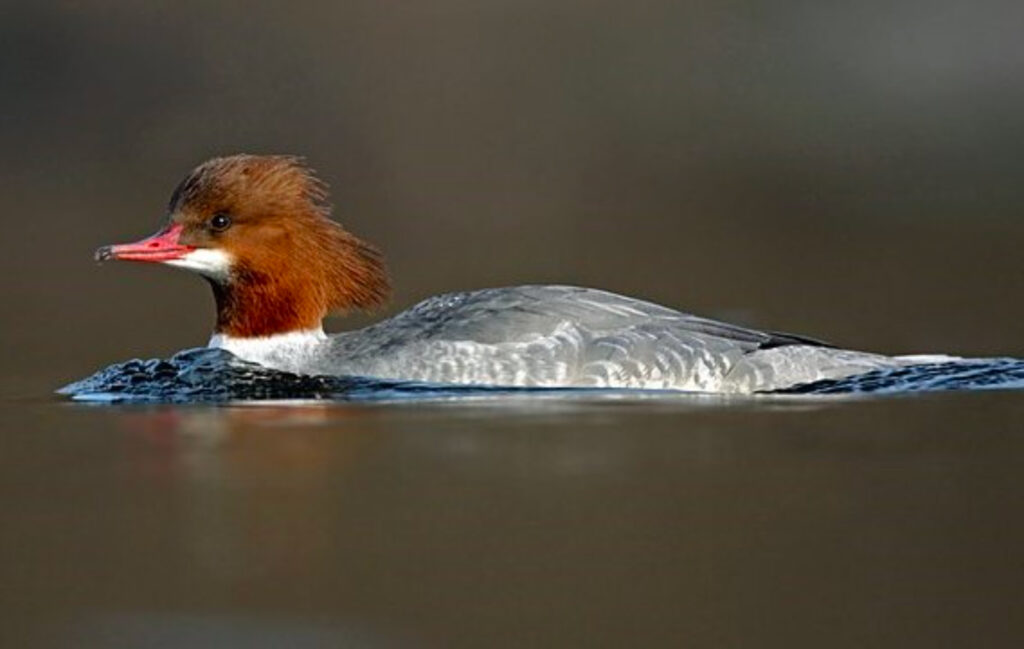 A goosander swimming in water.