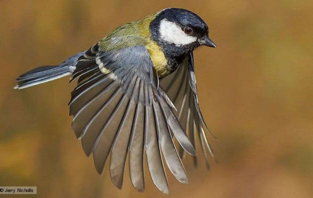 A great tit in flight, with its wings spread below its body.