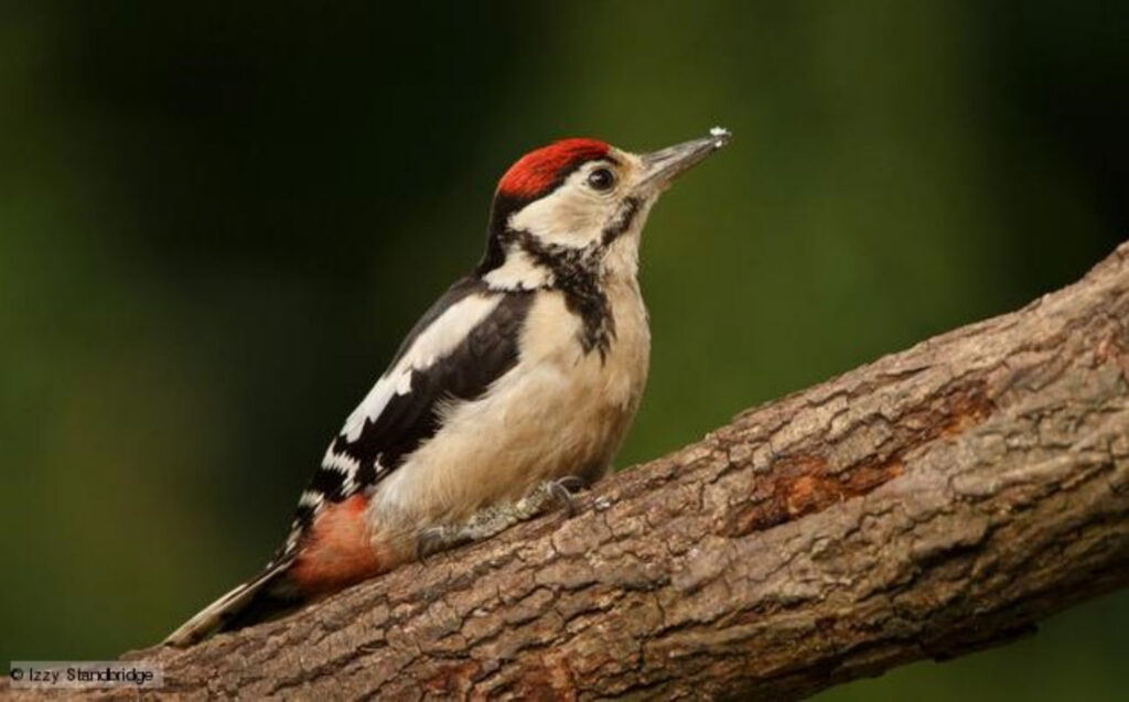 A greater spotted woodpecker on a branch, with small remnants of wood from the branch on its beak.