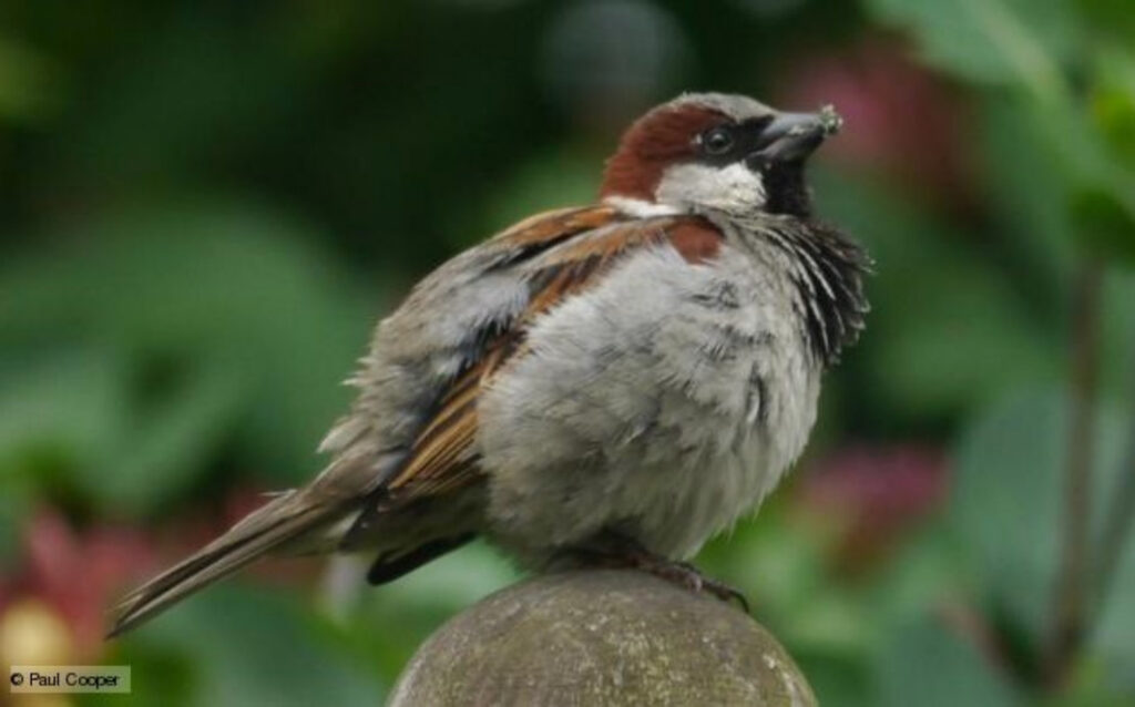 A house sparrow perching on a stone.
