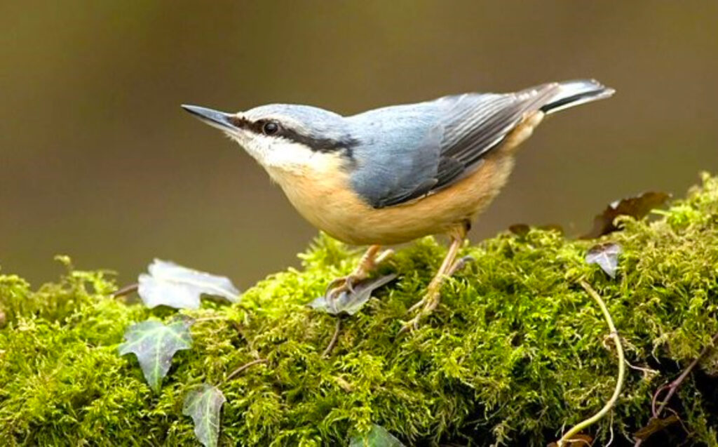 A nuthatch perching on a mossy branch.