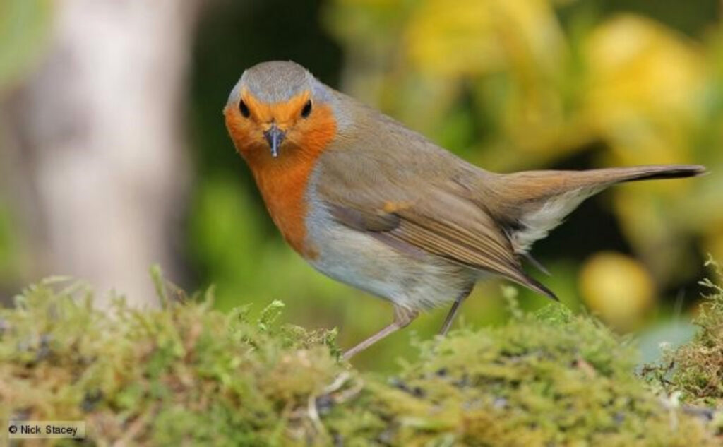 A robin perching on a mossy branch.