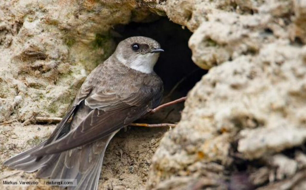 A sand martin perched outside of its nesting hole.