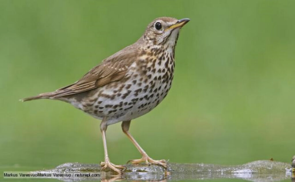 A song thrush standing on a stone.
