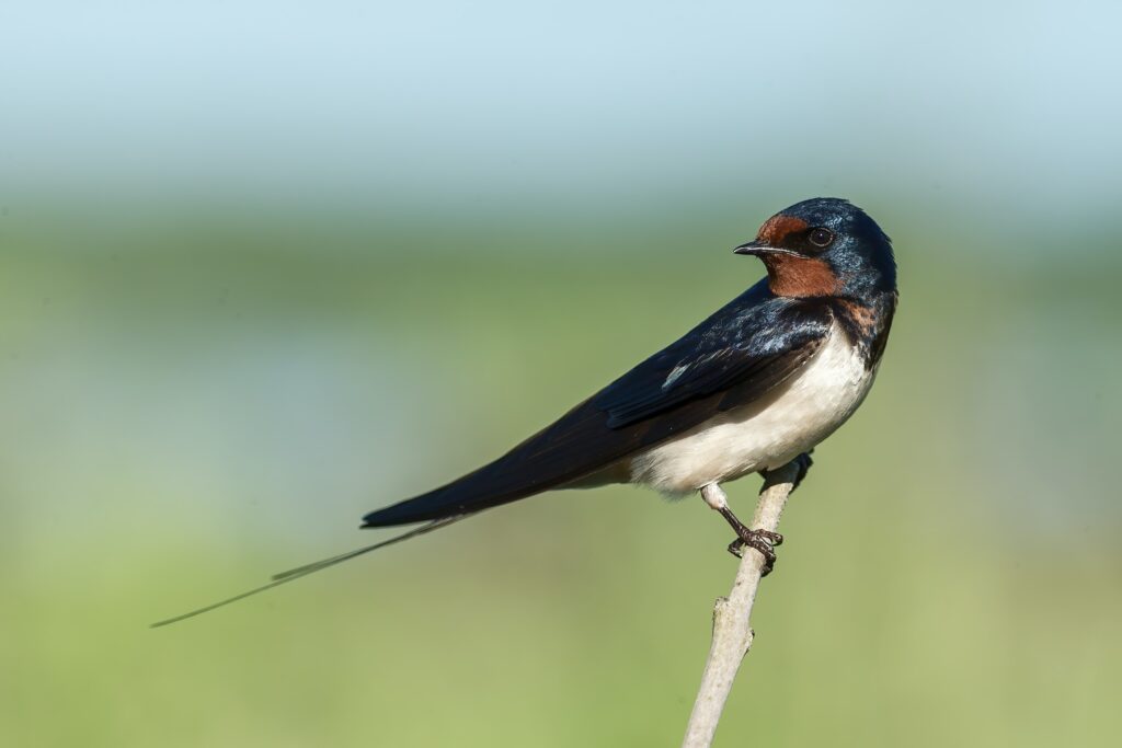 A swallow with a red throat, white underbelly and glossy blue back perching on a small branch.