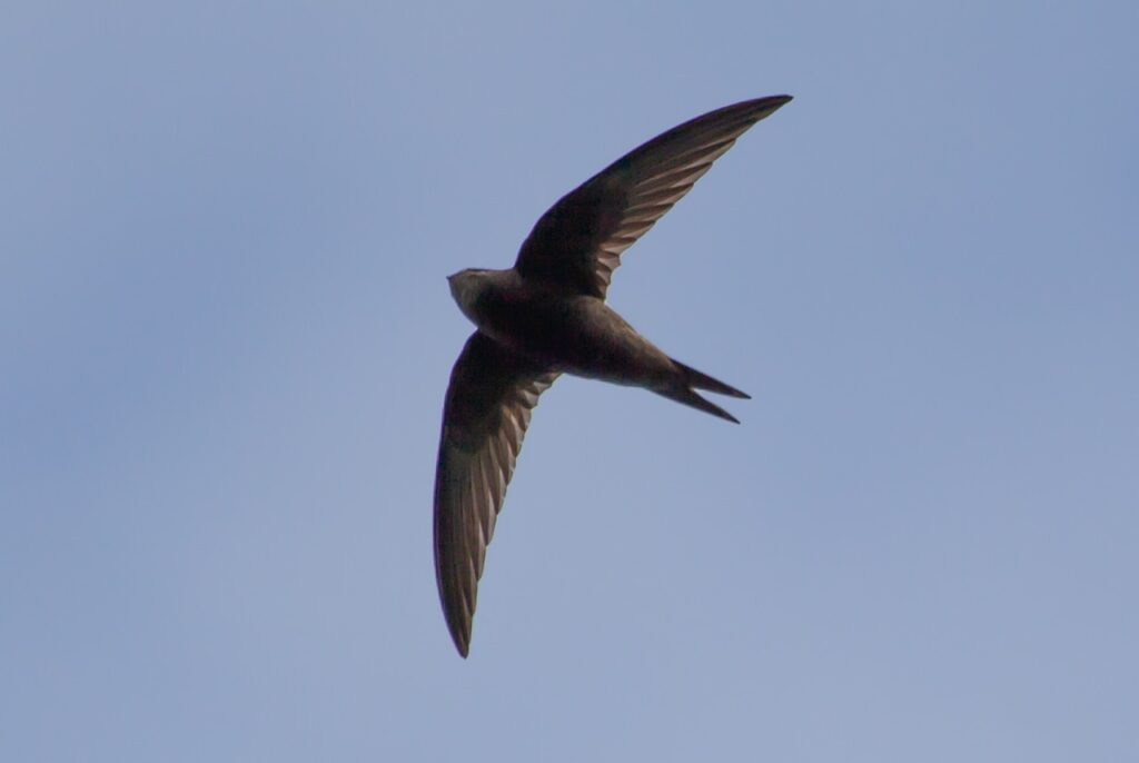 A swift mid-flight with its wings fully spread. 