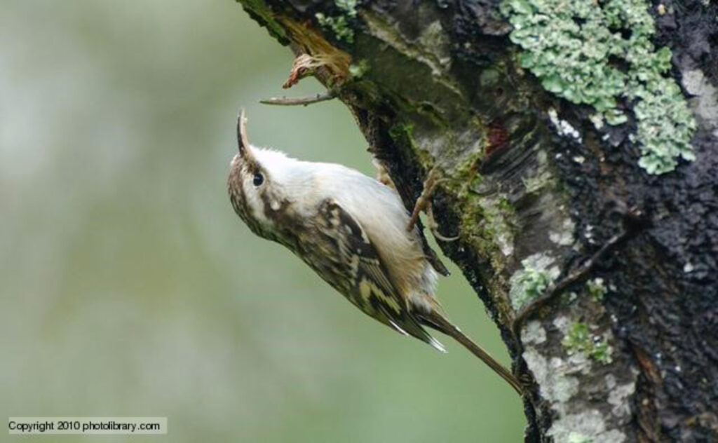 A treecreeper latching onto a tree trunk and pecking at the bark. The bird is perched beyond a 90 degree angle, so that it is almost upside down.