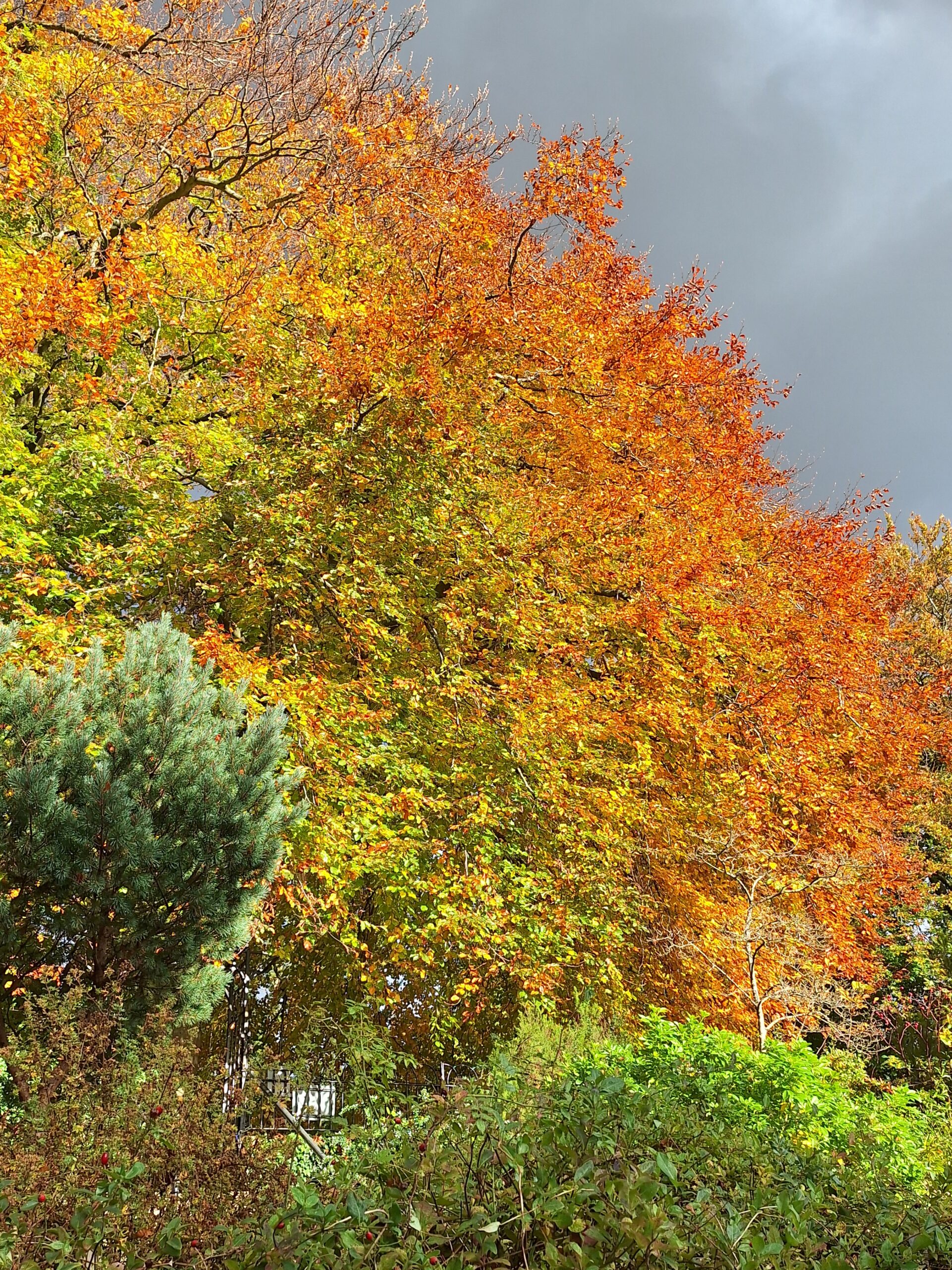 Notable Trees and Shrubs