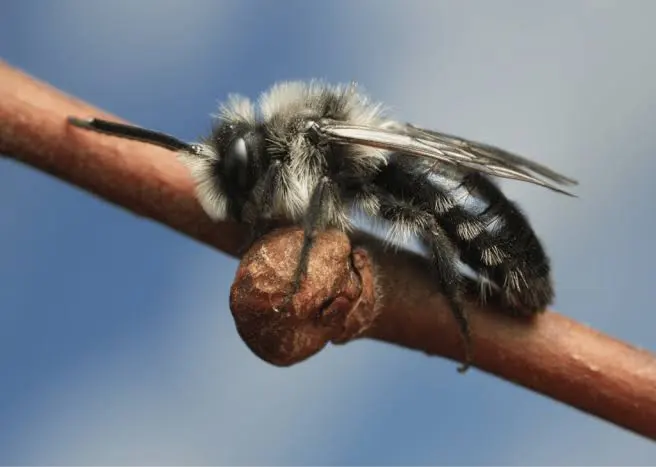 Focus on Bees