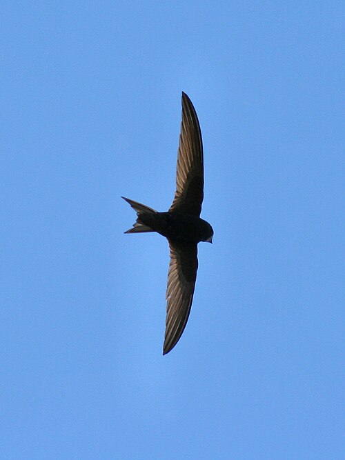Swift Day 28 June