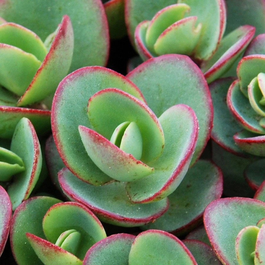 Drought-tolerant planting